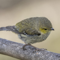 Forty-spotted Pardalote